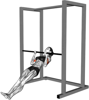 Bodyweight Underhand Inverted Row thumbnail thumbnail