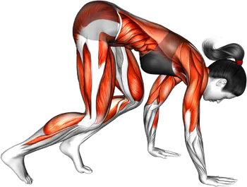 Bear Crawl thumbnail thumbnail