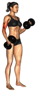 Alternating Dumbbell Bicep Curl thumbnail thumbnail