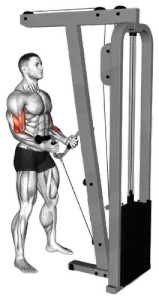 Cable V-Bar W Curl thumbnail thumbnail