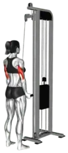 Cable Reverse-Grip Tricep Pulldown thumbnail thumbnail