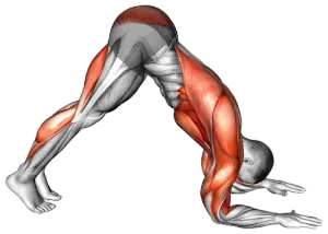 Dolphin Pose demo video 2