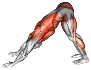 Downward Dog to Chest Press thumbnail