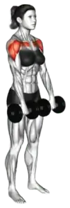 Alternating Dumbbell Front Raise demo video 2