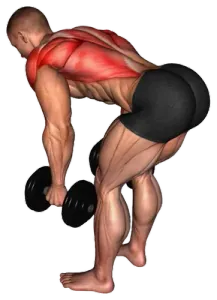 Dumbbell Bent-Over Row demo video 2