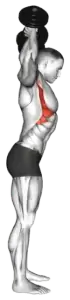 Dumbbell Scott Press thumbnail