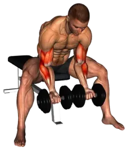 Dumbbell Seated Double Concentration Curl thumbnail