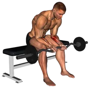 EZ-Bar Seated Wrist Curl thumbnail thumbnail