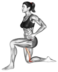 Kneeling Sartoriu Stretch thumbnail thumbnail