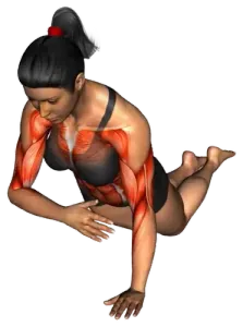Alternating 4-Point Core Stability Shoulder-Tap Position thumbnail thumbnail