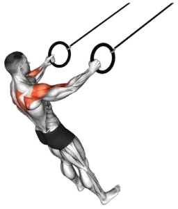 Ring Rear-Delt Row thumbnail thumbnail