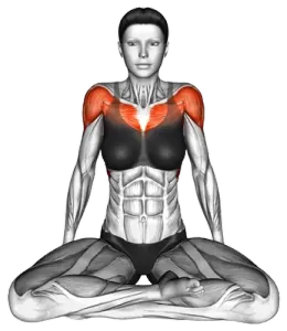 Seated Scapular Rotation thumbnail thumbnail