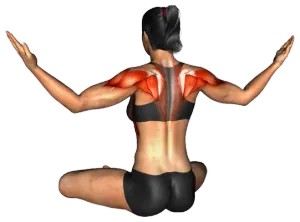 Seated Shoulder Counter-Clockwise Circle thumbnail thumbnail