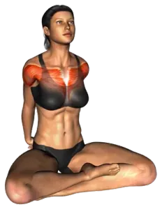 Seated Chest Opener thumbnail