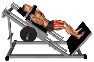 Sled Hack Squat demo video 2