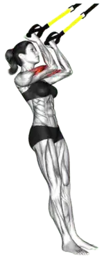 TRX ™ Arm Curl to Ear thumbnail thumbnail