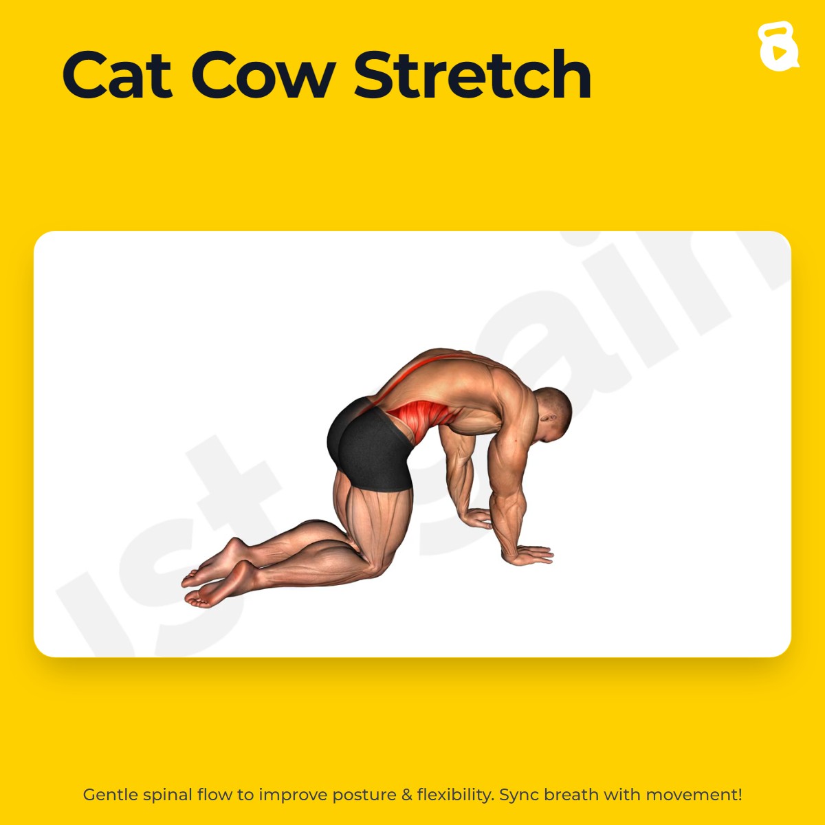 Cat Cow Stretch | JustGains