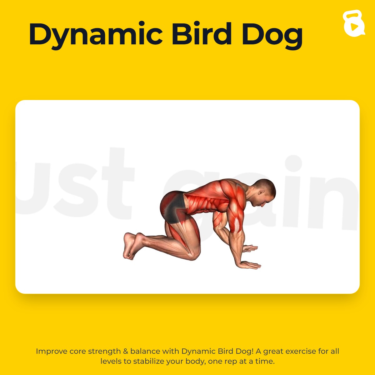 Dynamic Bird Dog | JustGains
